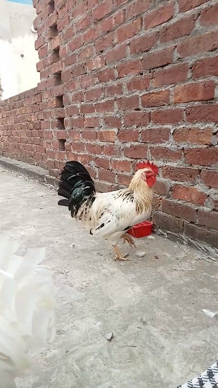 Desi Hens 1