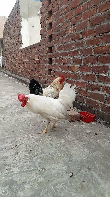 Desi Hens 2