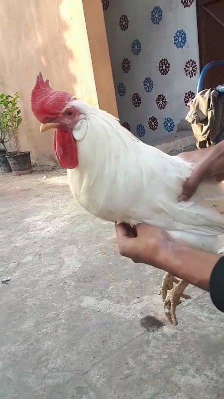 Desi Hens 3