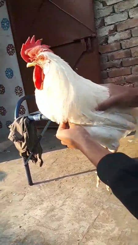 Desi Hens 4