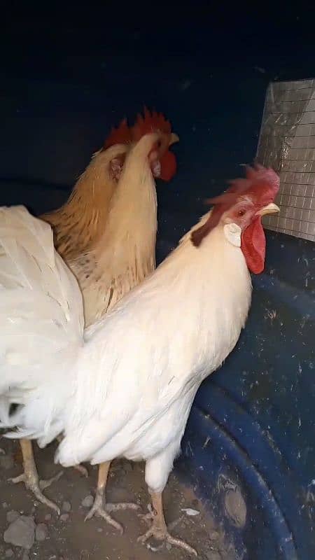 Desi Hens 5