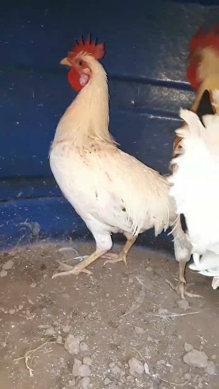 Desi Hens 6