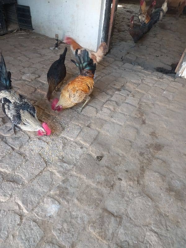 3 cocks for sale 1