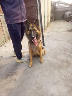 german sheaft dog for sale