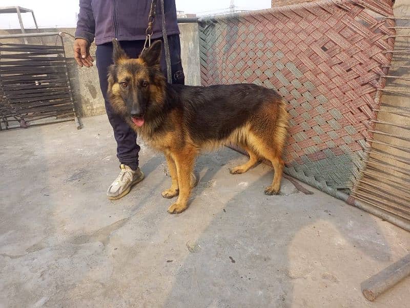 german sheaft dog for sale 1