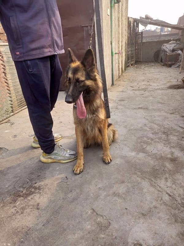 german sheaft dog for sale 2