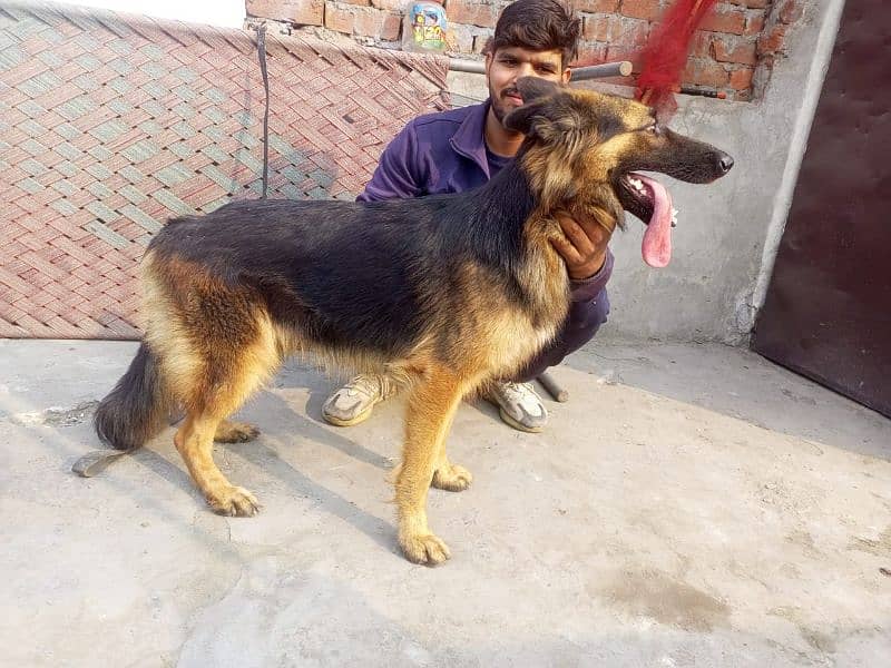 german sheaft dog for sale 4