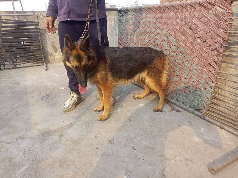 german sheaft dog for sale 6