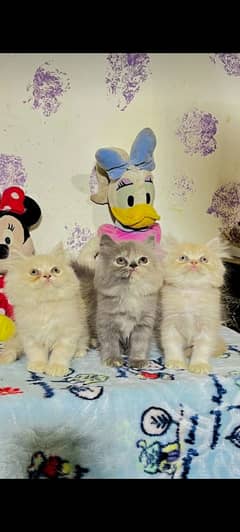 high quality kitten|Punch face Kittens|persian cat|cute|tripple|fluffy