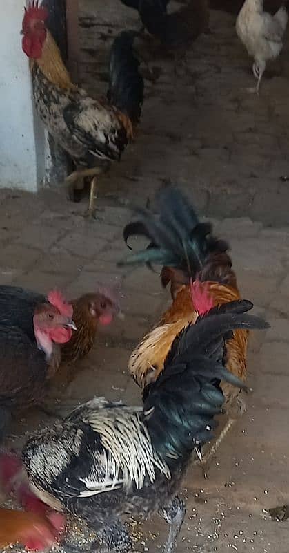 3 cocks for sale 5