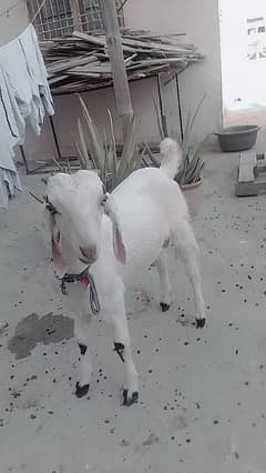 bakra for sale age 6th month