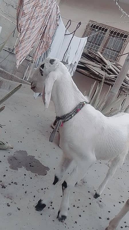 bakra for sale age 6th month 1