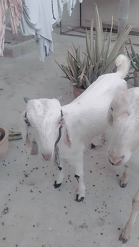 bakra for sale age 6th month 2