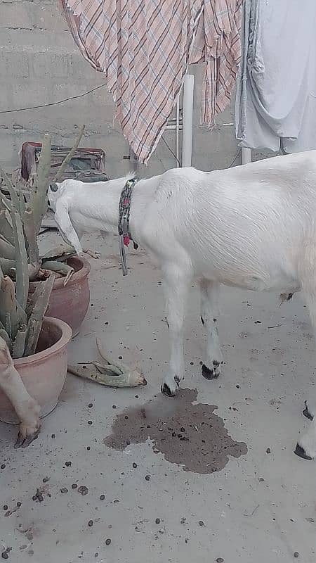 bakra for sale age 6th month 3