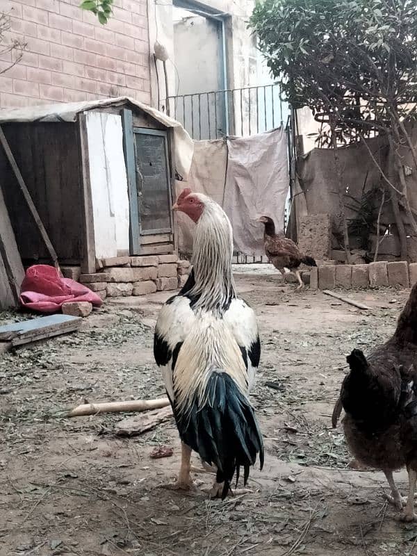 Aseel mianwali murga jawa 0