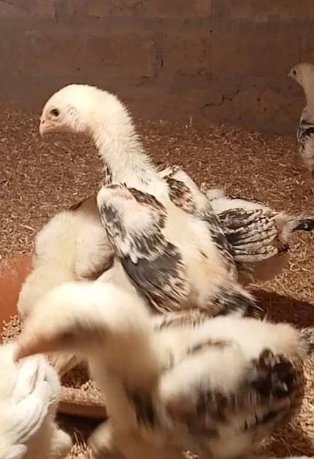 Jabneses Shamo Pair/Aseel Shamo chicks /king size/ pure /high quality 0