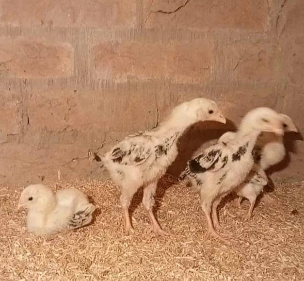 Jabneses Shamo Pair/Aseel Shamo chicks /king size/ pure /high quality 2