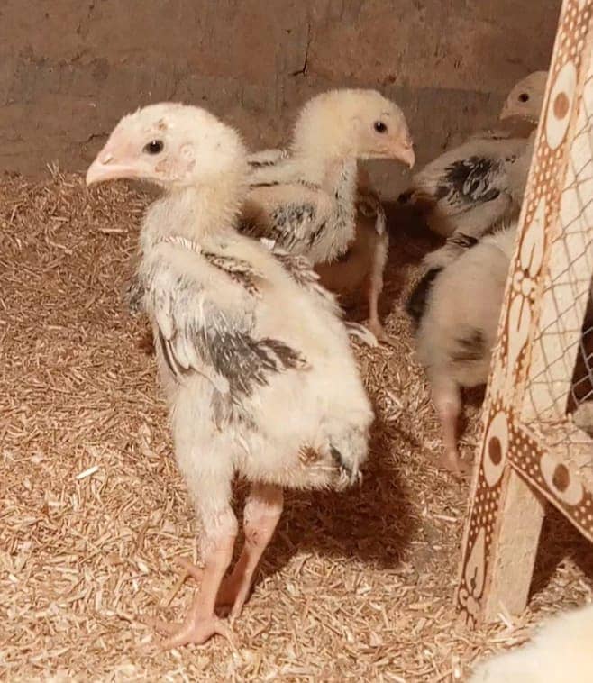 Jabneses Shamo Pair/Aseel Shamo chicks /king size/ pure /high quality 3