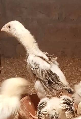 Jabneses Shamo Pair/Aseel Shamo chicks /king size/ pure /high quality 5