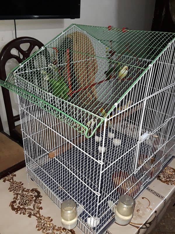 only cage for sale 3