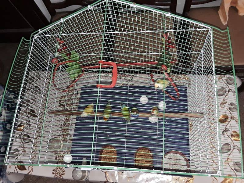 only cage for sale 4