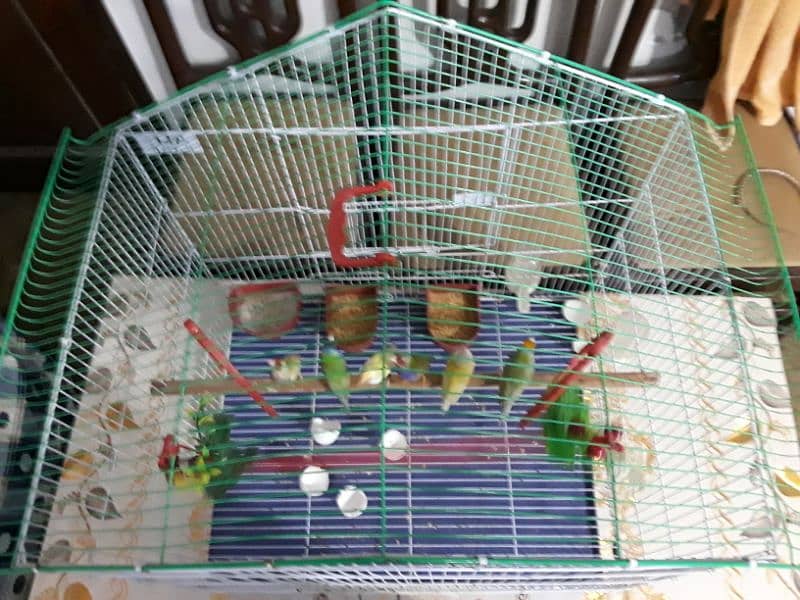 only cage for sale 9