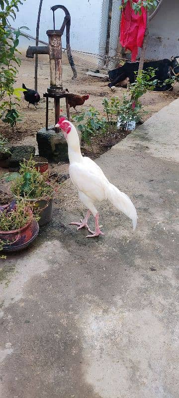 white Hera for sale 4