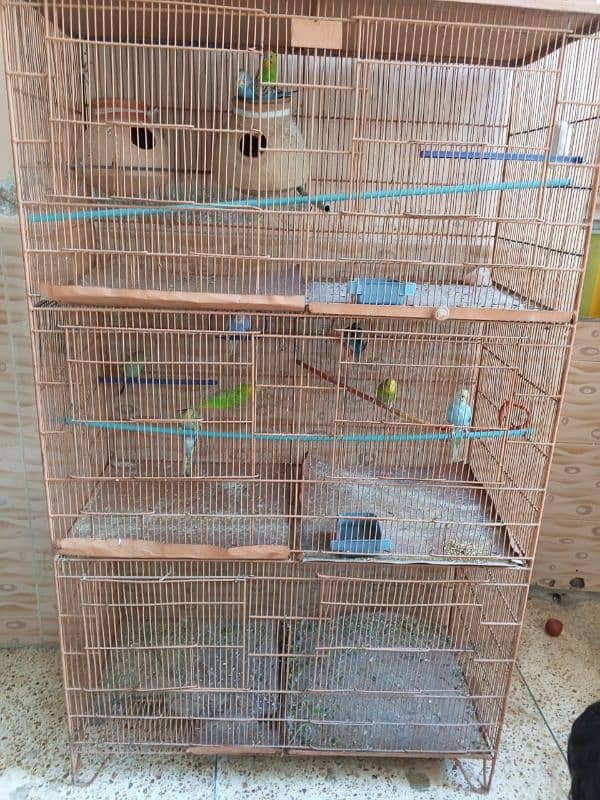 2 CAGE AND 12 CHICK 2 PAIR ALL CHICK OKAY BEST PAIR 0