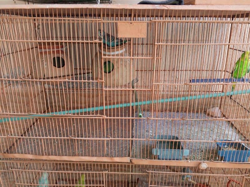 2 CAGE AND 12 CHICK 2 PAIR ALL CHICK OKAY BEST PAIR 1