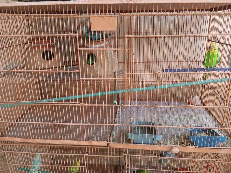 2 CAGE AND 12 CHICK 2 PAIR ALL CHICK OKAY BEST PAIR 4