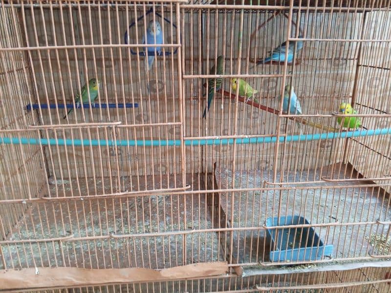 2 CAGE AND 12 CHICK 2 PAIR ALL CHICK OKAY BEST PAIR 9