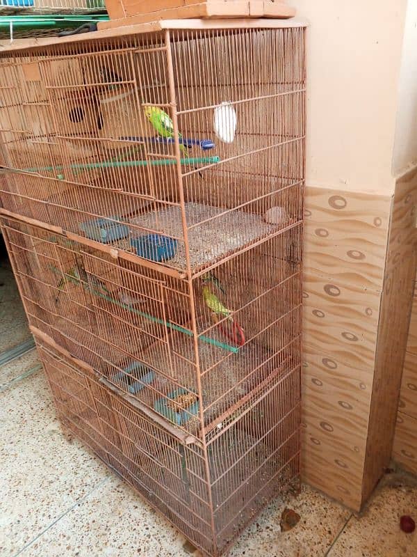 2 CAGE AND 12 CHICK 2 PAIR ALL CHICK OKAY BEST PAIR 10