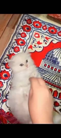 Persian cat for sale male or female my WhatsApp 0323=00=97=122