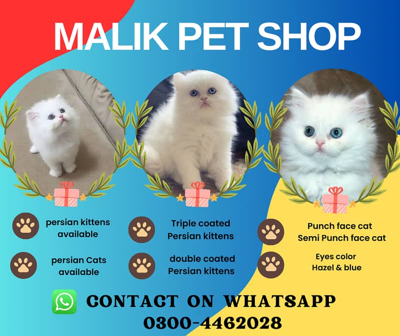 Persian Kittens | Persian Cat | Punch Face Persian | Triple Coated 0