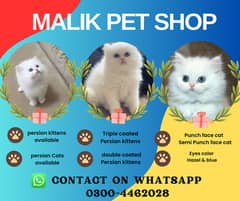 Persian Kittens | Persian Cat | Punch Face Persian | Triple Coated