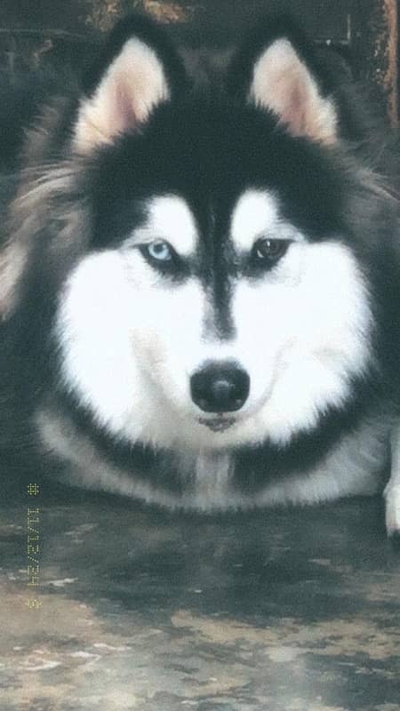 SIBERIAN HUSKY 1