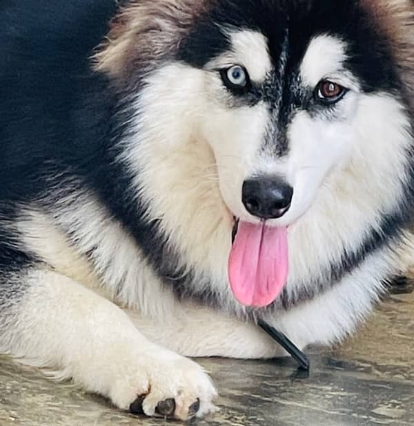 SIBERIAN HUSKY 2