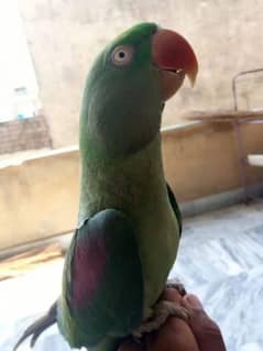 Raw Pahari parrot female