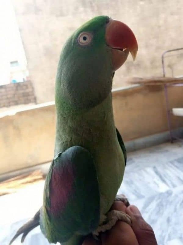 Raw Pahari parrot female 0