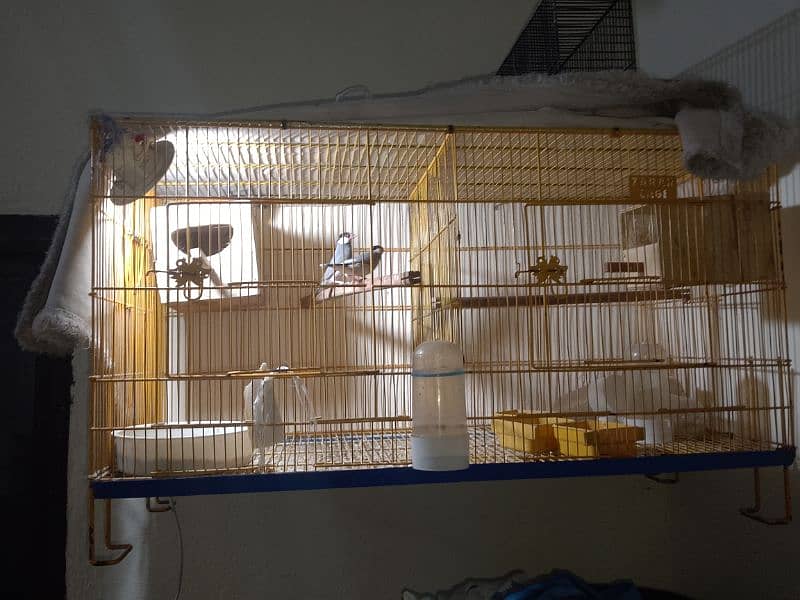 2 Portion Cage With Java Split Fawn Breeder Pair With 1 self Chick 0