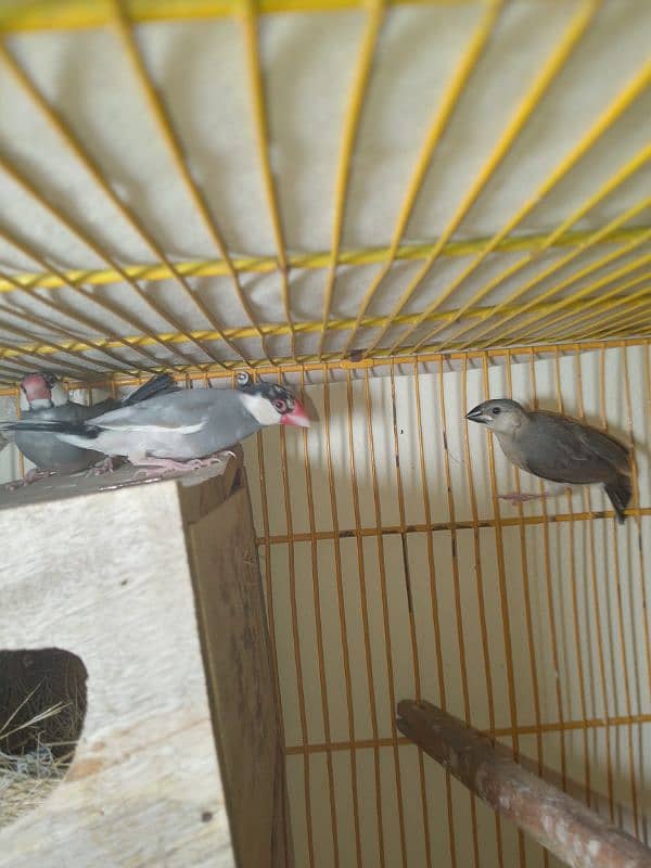 2 Portion Cage With Java Split Fawn Breeder Pair With 1 self Chick 2