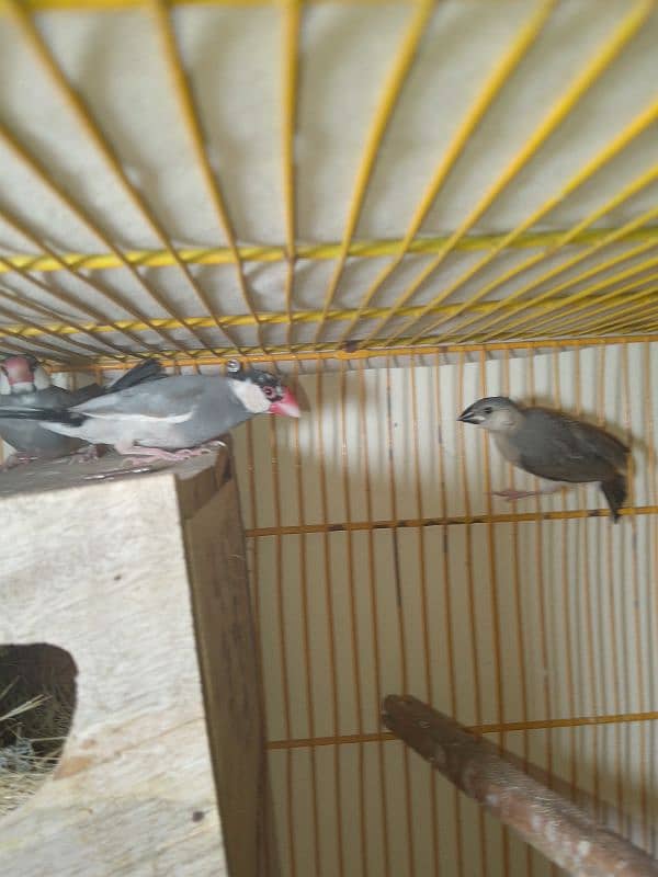 2 Portion Cage With Java Split Fawn Breeder Pair With 1 self Chick 3