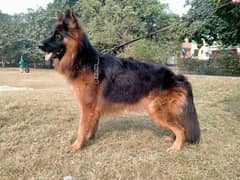 German shepherd long coat