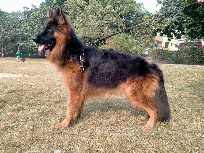 German shepherd long coat 0