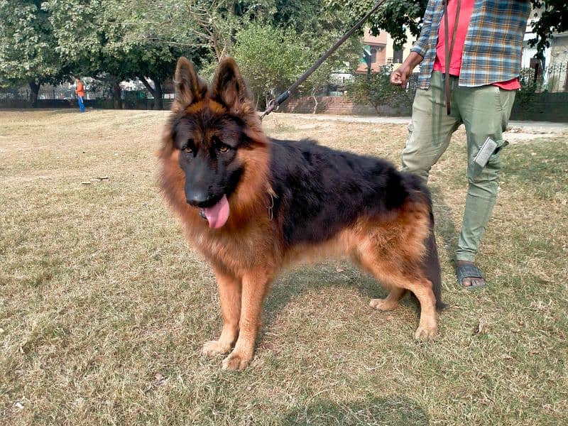 German shepherd long coat 1