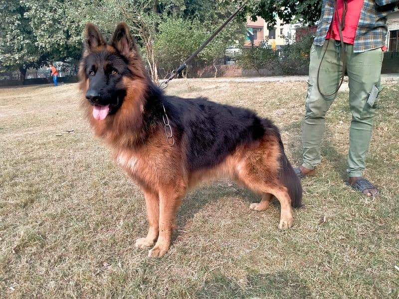 German shepherd long coat 2