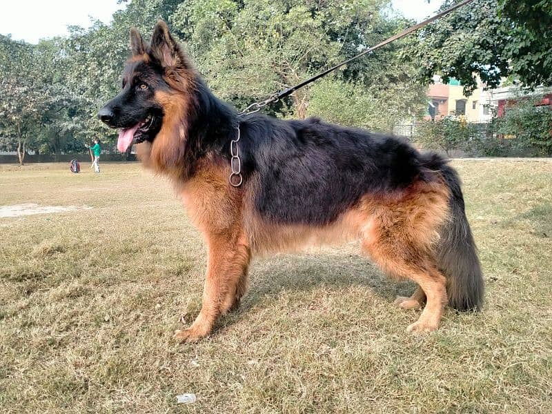 German shepherd long coat 3