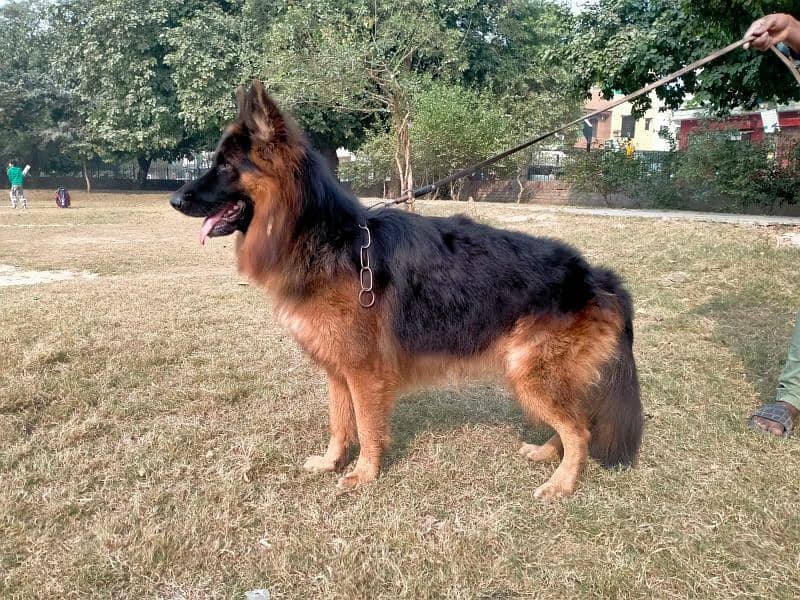 German shepherd long coat 4