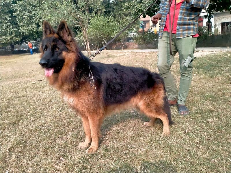 German shepherd long coat 5