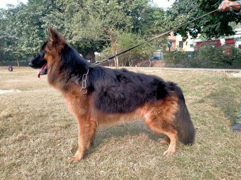 German shepherd long coat 6